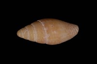 藏品(咖啡筆螺)的圖片